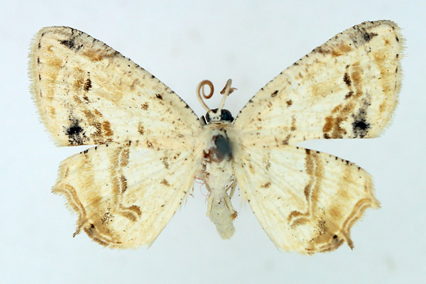 /filer/webapps/moths/media/images/F/fumigera_Monoplema_AM_TMSA.jpg