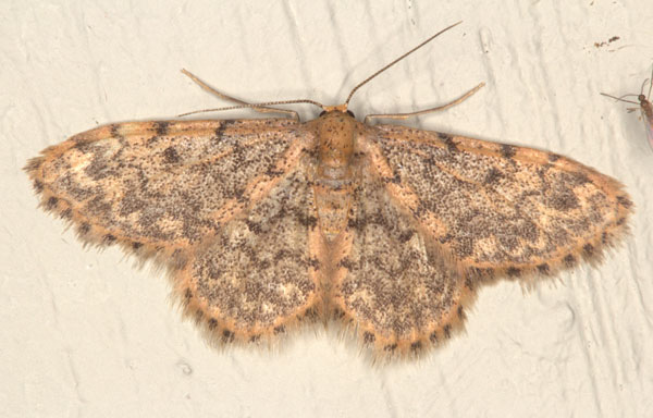 /filer/webapps/moths/media/images/F/fumilinea_Idaea_AF_Heyns_01.jpg