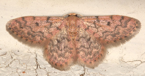/filer/webapps/moths/media/images/F/fumilinea_Idaea_AF_Heyns_02.jpg