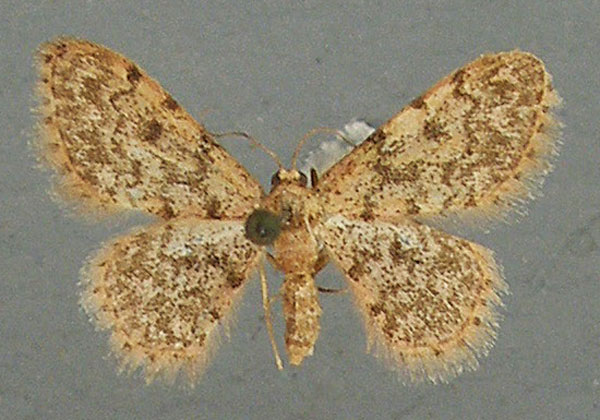/filer/webapps/moths/media/images/F/fumilinea_Idaea_AF_TMSA.jpg