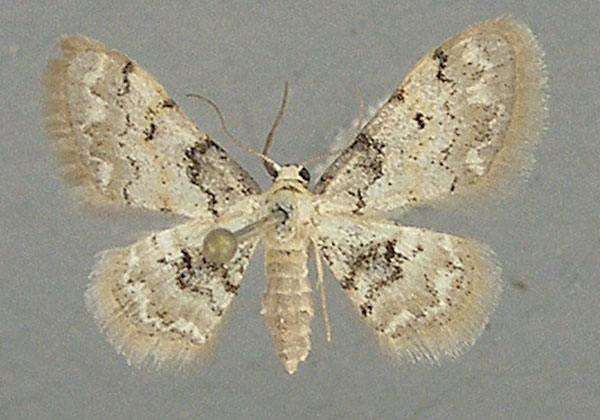 /filer/webapps/moths/media/images/F/fumilinea_Idaea_AF_TMSA_02.jpg