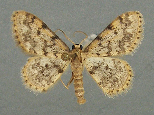 /filer/webapps/moths/media/images/F/fumilinea_Idaea_AM_TMSA.jpg