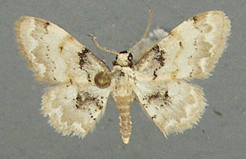 /filer/webapps/moths/media/images/F/fumilinea_Idaea_AM_TMSA_02.jpg