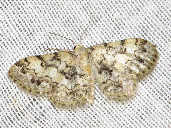 /filer/webapps/moths/media/images/F/fumilinea_Idaea_A_Braun.jpg