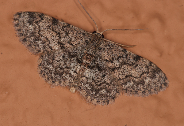 /filer/webapps/moths/media/images/F/fumilinea_Idaea_A_Roland_01.jpg