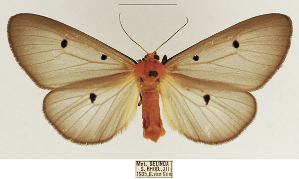 /filer/webapps/moths/media/images/F/fumipennis_Soloe_AF_TMSA_01.jpg