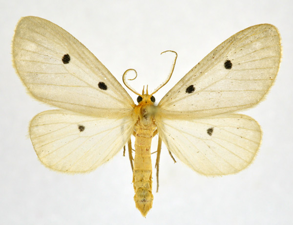 /filer/webapps/moths/media/images/F/fumipennis_Soloe_AM_NHMO.jpg