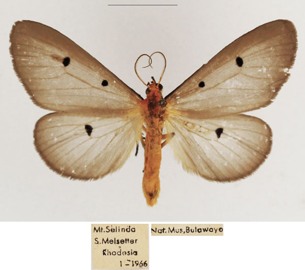 /filer/webapps/moths/media/images/F/fumipennis_Soloe_AM_TMSA_02.jpg