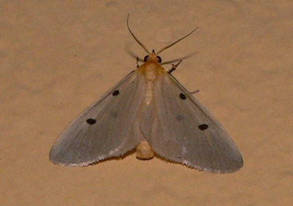 /filer/webapps/moths/media/images/F/fumipennis_Soloe_A_Goff_01.jpg