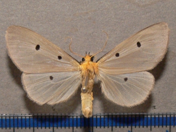 /filer/webapps/moths/media/images/F/fumipennis_Soloe_A_Goffa_02.jpg