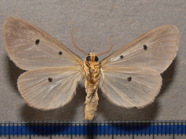 /filer/webapps/moths/media/images/F/fumipennis_Soloe_A_Goffb_02.jpg