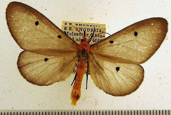 /filer/webapps/moths/media/images/F/fumipennis_Soloe_A_HDOU_01.jpg