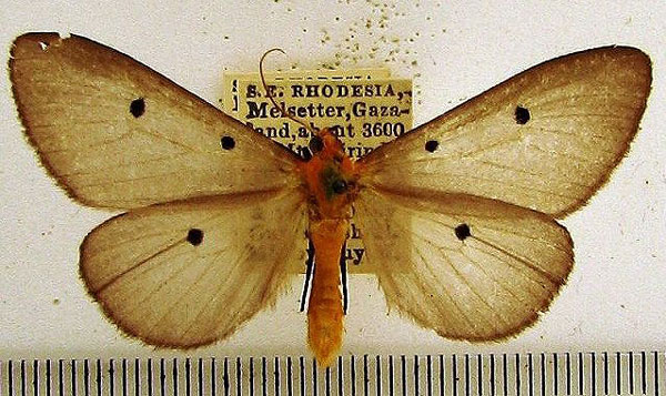/filer/webapps/moths/media/images/F/fumipennis_Soloe_A_HDOU_03.jpg