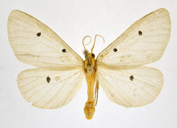 /filer/webapps/moths/media/images/F/fumipennis_Soloe_A_NHMO_02.jpg