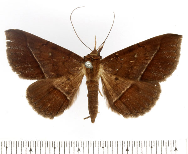 /filer/webapps/moths/media/images/F/fumipennis_Tatorinia_AF_BMNH_01.jpg