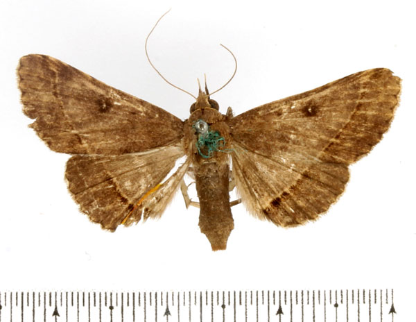 /filer/webapps/moths/media/images/F/fumipennis_Tatorinia_AF_BMNH_02.jpg