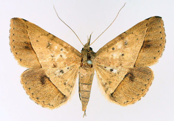/filer/webapps/moths/media/images/F/fumipennis_Tatorinia_AF_TMSA_01.jpg