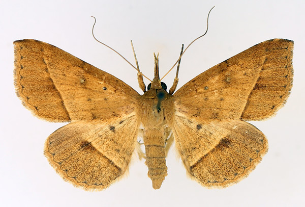/filer/webapps/moths/media/images/F/fumipennis_Tatorinia_AF_TMSA_02.jpg