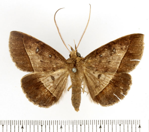 /filer/webapps/moths/media/images/F/fumipennis_Tatorinia_AM_BMNH.jpg