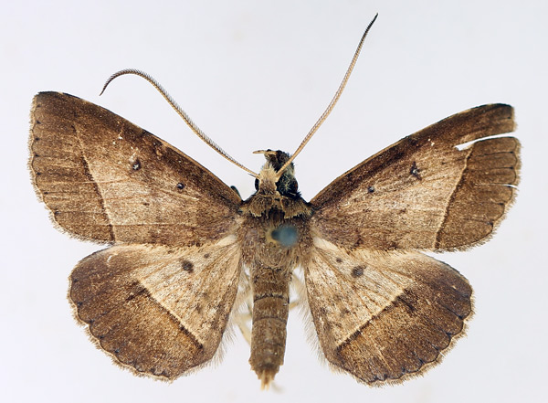 /filer/webapps/moths/media/images/F/fumipennis_Tatorinia_AM_TMSA_01.jpg