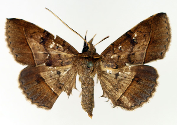 /filer/webapps/moths/media/images/F/fumipennis_Tatorinia_AM_TMSA_02.jpg
