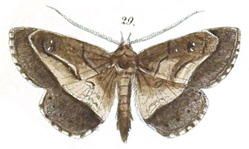 /filer/webapps/moths/media/images/F/fumipennis_Tatorinia_Felder_119_29.jpg