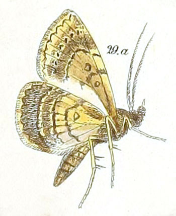 /filer/webapps/moths/media/images/F/fumipennis_Tatorinia_Felder_119_29A.jpg
