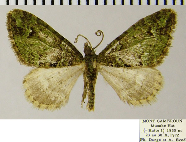 /filer/webapps/moths/media/images/F/fumitacta_Piercia_AM_ZSMa.jpg