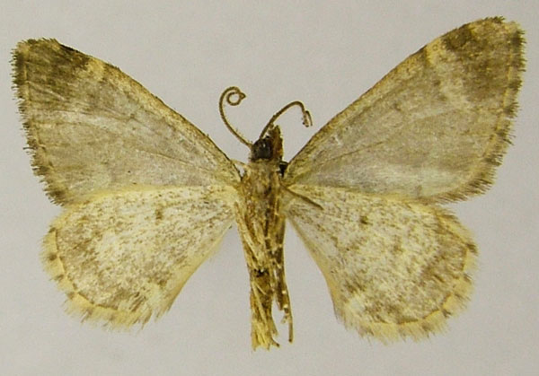 /filer/webapps/moths/media/images/F/fumitacta_Piercia_AM_ZSMb.jpg