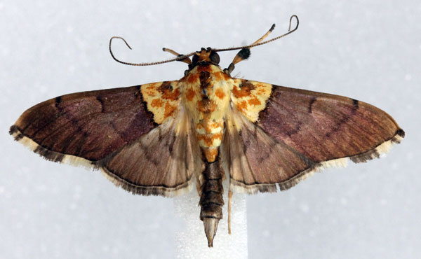/filer/webapps/moths/media/images/F/fumosa_Agrotera_AM_Agassiz.jpg