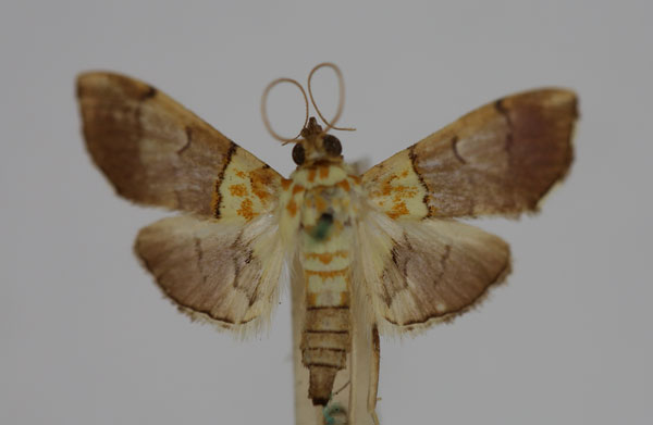 /filer/webapps/moths/media/images/F/fumosa_Agrotera_STF_BMNH.jpg