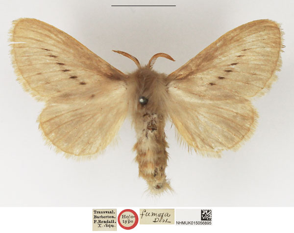 /filer/webapps/moths/media/images/F/fumosa_Beralade_HT_NHMUK.jpg