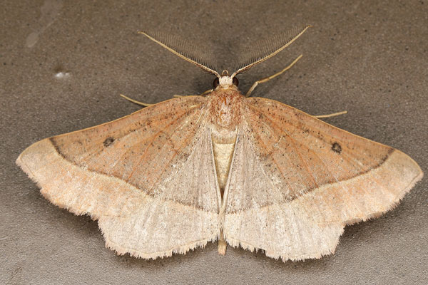 /filer/webapps/moths/media/images/F/fumosa_Drepanogynis_AM_Heyns.jpg