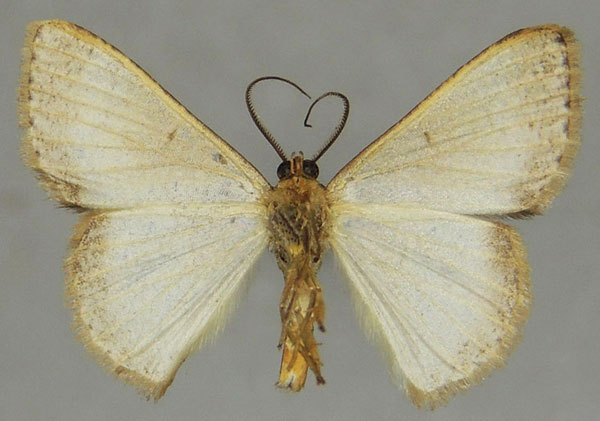 /filer/webapps/moths/media/images/F/fumosa_Pycnostega_AM_ZSMb.jpg