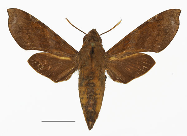 /filer/webapps/moths/media/images/F/fumosa_Temnora_AF_Basquin.jpg
