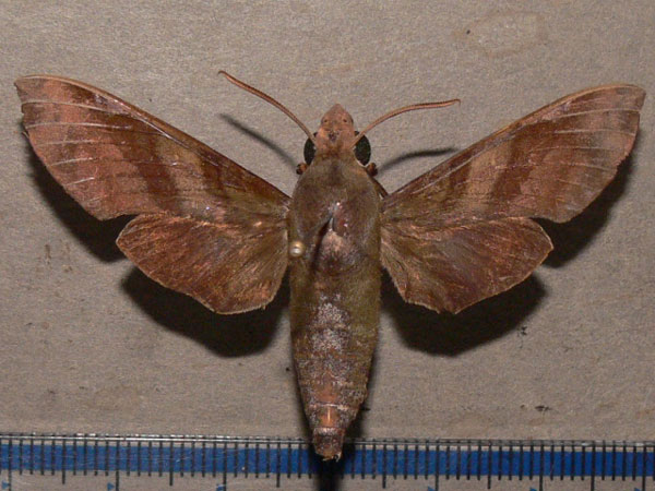 /filer/webapps/moths/media/images/F/fumosa_Temnora_A_Goff_01.jpg