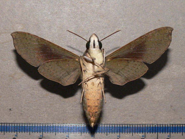 /filer/webapps/moths/media/images/F/fumosa_Temnora_A_Goff_02.jpg