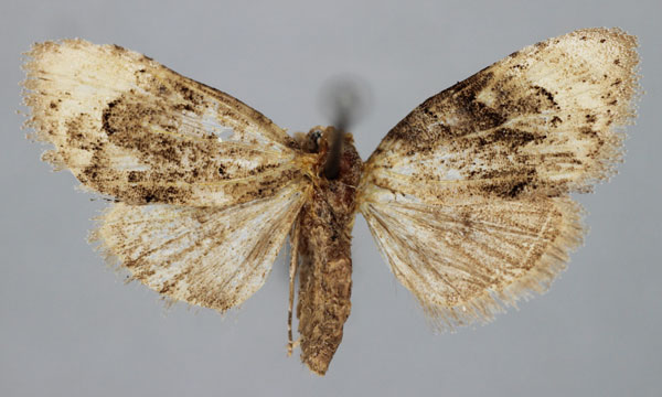 /filer/webapps/moths/media/images/F/funebralis_Meganola_PT_BMNH.jpg