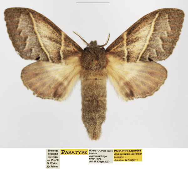 /filer/webapps/moths/media/images/F/funebris_Bombycopsis_PTF_TMSA_01.jpg