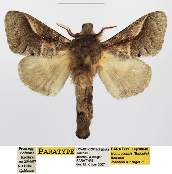 /filer/webapps/moths/media/images/F/funebris_Bombycopsis_PTM_TMSA_01.jpg
