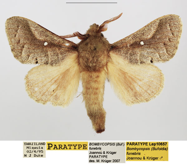 /filer/webapps/moths/media/images/F/funebris_Bombycopsis_PTM_TMSA_02.jpg