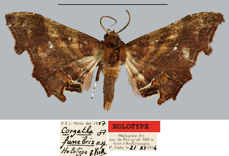 /filer/webapps/moths/media/images/F/funebris_Corgatha_HT_MNHN.jpg
