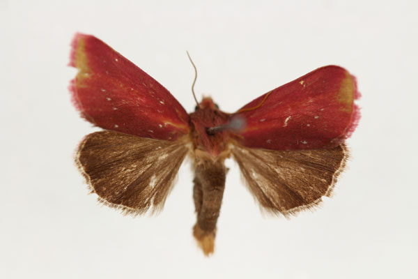 /filer/webapps/moths/media/images/F/funebris_Masalia_AM_RMCA.jpg