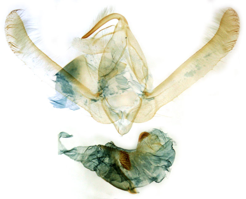 /filer/webapps/moths/media/images/F/funebris_Masalia_GMHT_RMCA.jpg