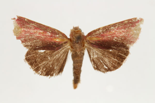 /filer/webapps/moths/media/images/F/funebris_Masalia_PT_RMCA.jpg