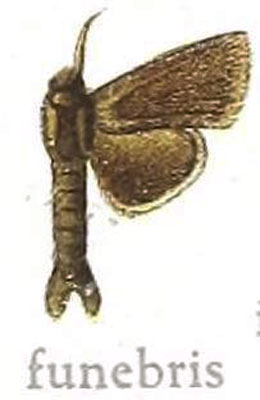 /filer/webapps/moths/media/images/F/funebris_Metarbela_HT_NHMUK.jpg