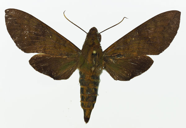 /filer/webapps/moths/media/images/F/funebris_Nephele_AF_Basquin_01.jpg