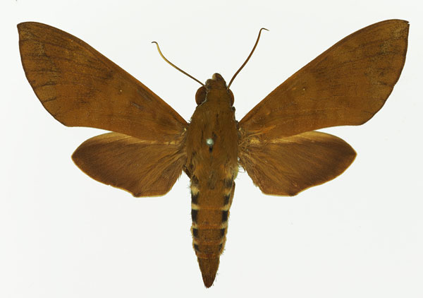 /filer/webapps/moths/media/images/F/funebris_Nephele_AF_Basquin_02.jpg