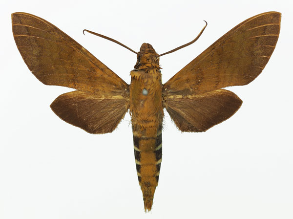 /filer/webapps/moths/media/images/F/funebris_Nephele_AM_Basquina.jpg