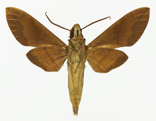 /filer/webapps/moths/media/images/F/funebris_Nephele_AM_Basquinb.jpg